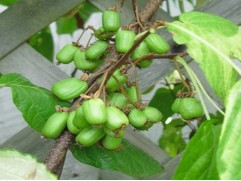 Актинидия коломикта 