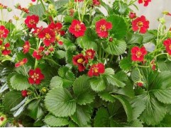 Земляника ампельная 
