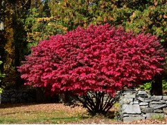 Бересклет крылатый 