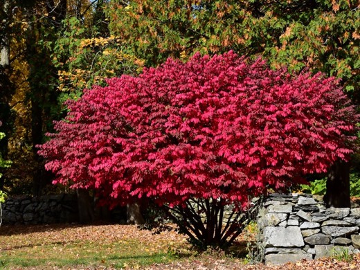 Бересклет крылатый 