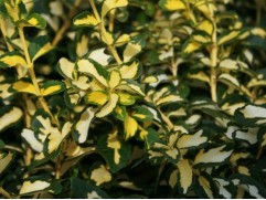 Бересклет форчуна 