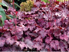 Гейхера гибридная  