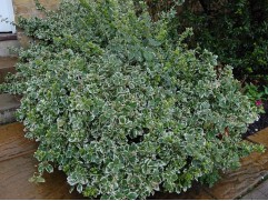 Бересклет форчуна 