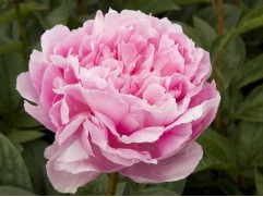 Пион молочноцветковый 