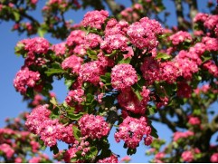 Боярышник декоративный 