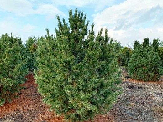 Сосна кедровая европейская (Контейнер 2,0л.) Сосна кедровая европейская (Контейнер 2,0л.)