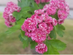 Боярышник однопестичный 