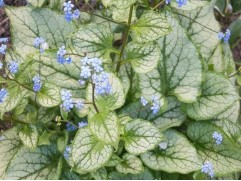 Бруннера крупнолистная 