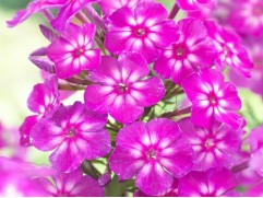 Флокс метельчатый 