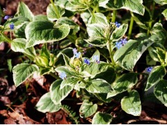 Бруннера крупнолистная 