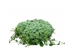 Будра плющевидная 