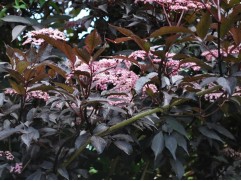 Бузина черная 