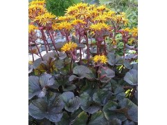 Бузульник зубчатый Бузульник зубчатый