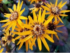 Бузульник зубчатый 