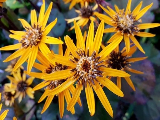 Бузульник зубчатый Бузульник зубчатый