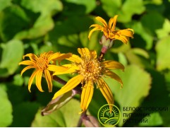 Бузульник зубчатый 