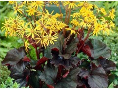 Бузульник зубчатый 