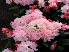 Рододендрон якушиманский 