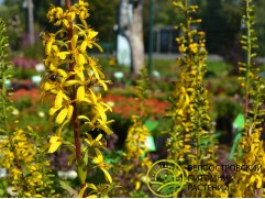 Бузульник узкоголовый 