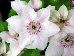 Клематис крупноцветковый 