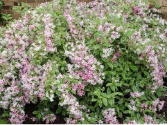 Вейгела цветущая 