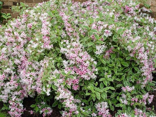 Вейгела цветущая Вейгела цветущая