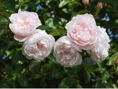 Роза английская 