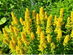 Вербейник точечный 