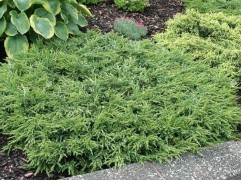 Можжевельник обыкновенный 