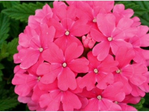 Вербена Вербена