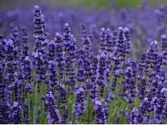 Лаванда узколистная 