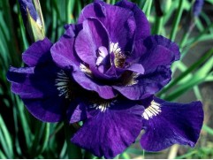 Ирис сибирский 