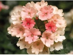 Вербена ампельная 