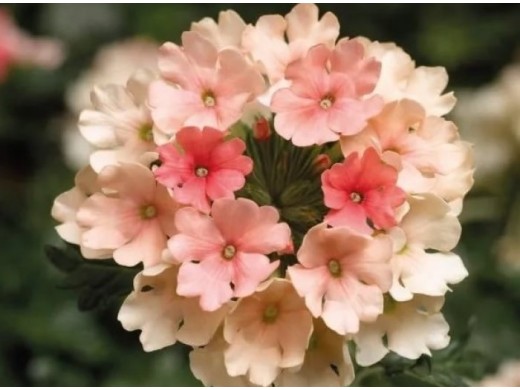 Вербена ампельная Вербена ампельная