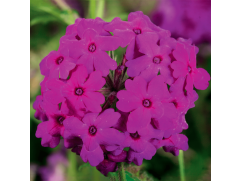 Вербена ампельная Вербена ампельная