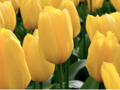 Упаковка тюльпанов "Creme Brulee" 25шт. Упаковка тюльпанов "Creme Brulee" 25шт.