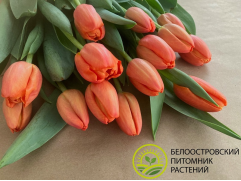 Упаковка тюльпанов "Delta Storm" 25шт. Упаковка тюльпанов "Delta Storm" 25шт.