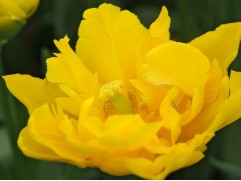 Упаковка тюльпанов "Marie Jo" 25шт.