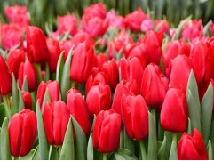 Упаковка тюльпанов "Red Label" 25шт.