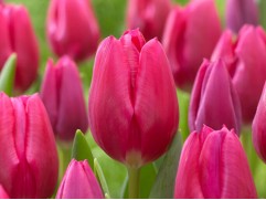 Упаковка тюльпанов "Pink Ardour" 25шт.