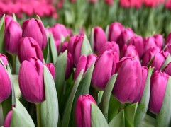 Упаковка тюльпанов "Roeska" 25шт.