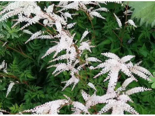 Волжанка "Sparkles" (Контейнер 3,0л.)