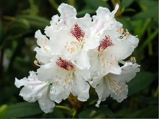 Рододендрон гибридный